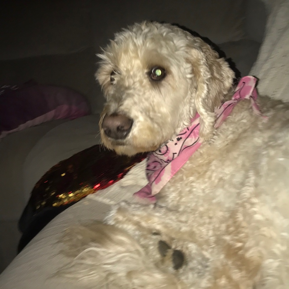 Meet your Posher, Parker